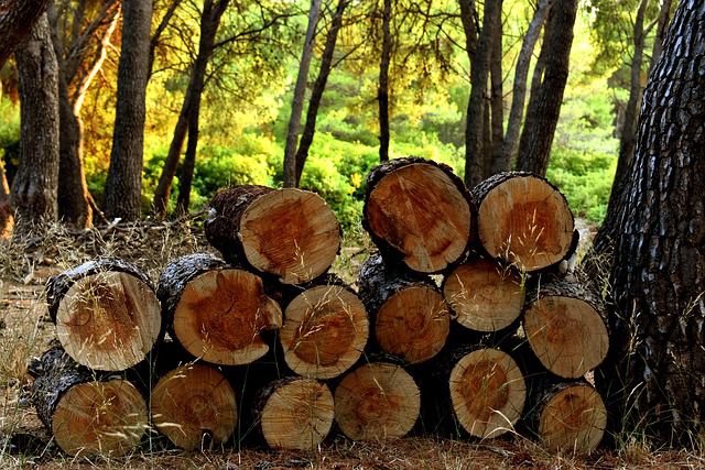 Couper et débiter son bois de chauffage - Gamm vert