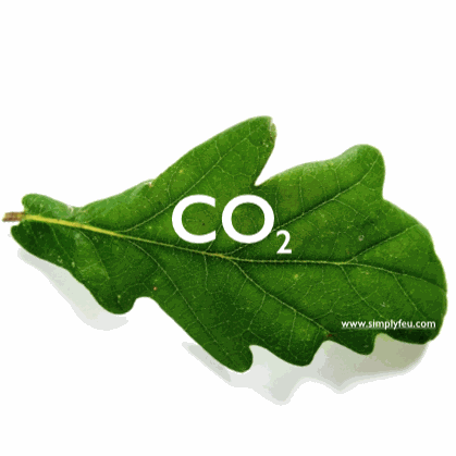 feuille d'arbre avec l'inscription CO2 representatn la taxe sur le carbone crée principe de la contribtion climat énergie