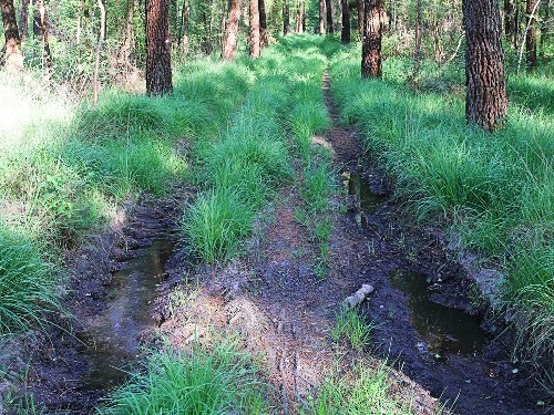 L'été pluvieux 2021 a gorgé les sols d'eau et rend difficile la coupe des bois en foret