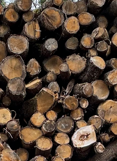 Troncs d'arbres en grumes sur le sol