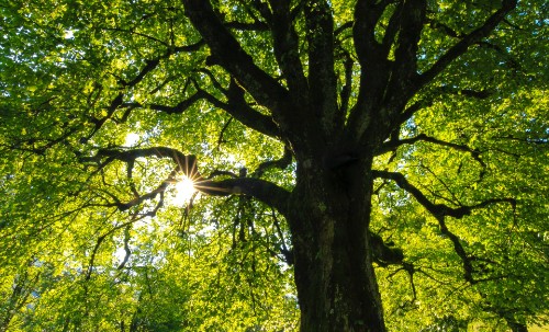 Arbre essence de bois feuillu dur tel que le chene