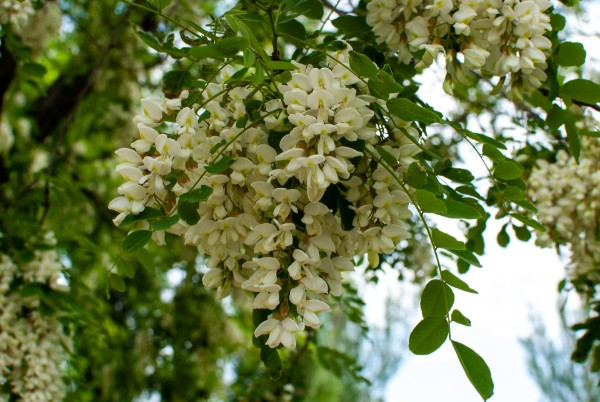 Essence de bois feuillu tendre comme l'acacia