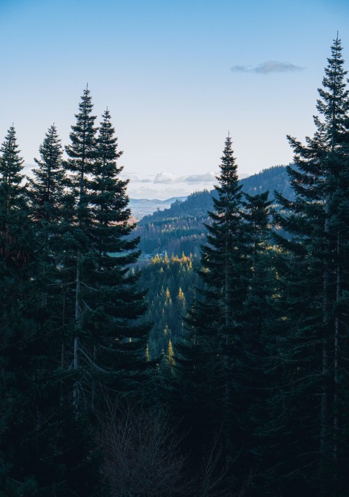 Essence de bois résineux tel que le sapin