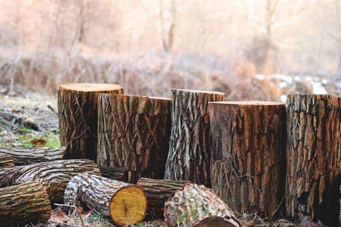 Comment mesurer le taux d'humidité d’une bûche de bois ?