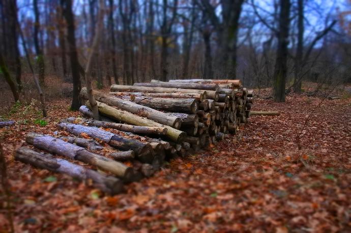 Plusieurs bûches de bois entreposées en forêt