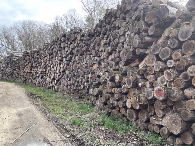 Combien de temps peut-on conserver les bûches de bois de chauffage ?