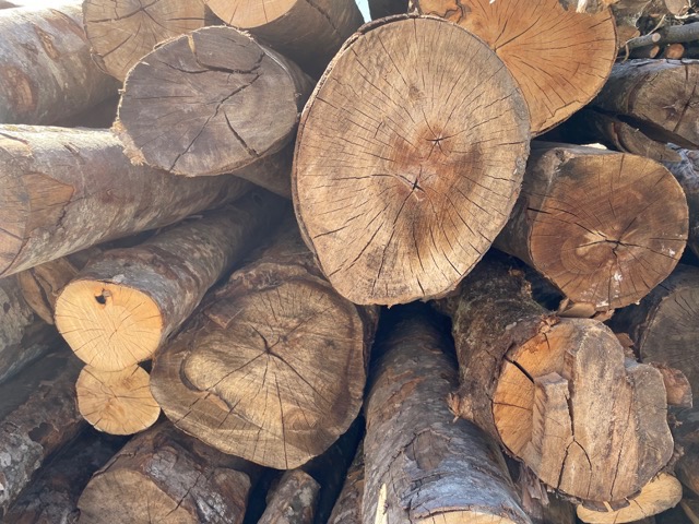 Le bois se fissure lorsqu'il seche ou lorqu'on le fend