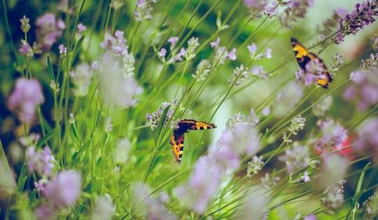 papillon dans les massifs d'un beau jardin