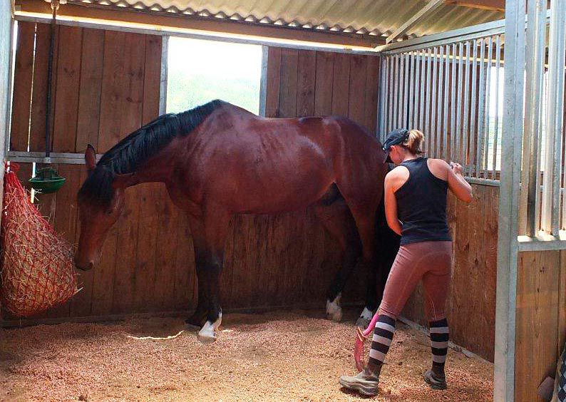Comment utiliser la litière pour chevaux en granulés de bois