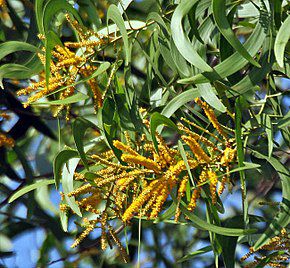 Charbon de bois Acacia