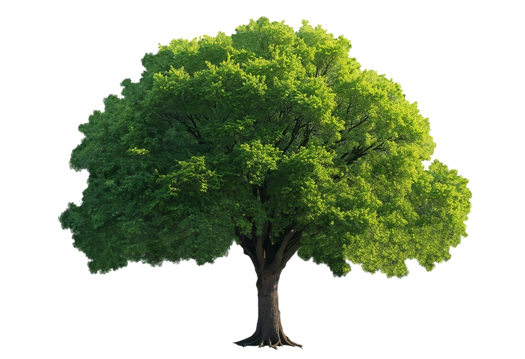 Arbre à planter