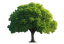 Arbre à planter